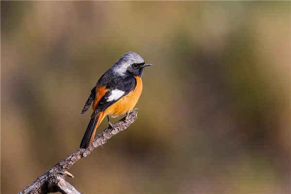 自然之美邂逅傳統孝親 武漢龜山公園重陽觀鳥手工活動暖人心_fororder_圖片98