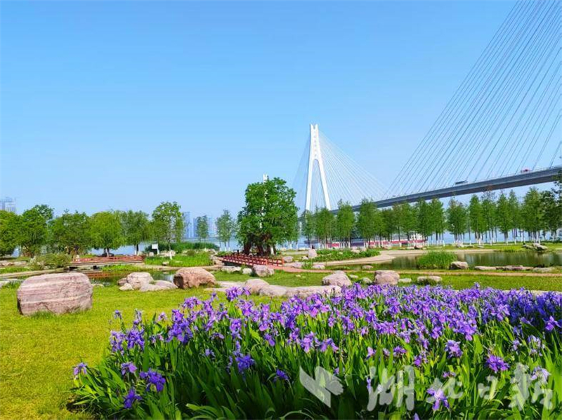 武漢：花開四季扮靚城市環線 古城新顏吸引市民打卡_fororder_1081ad54a0764ba7b251821ebdc66c87