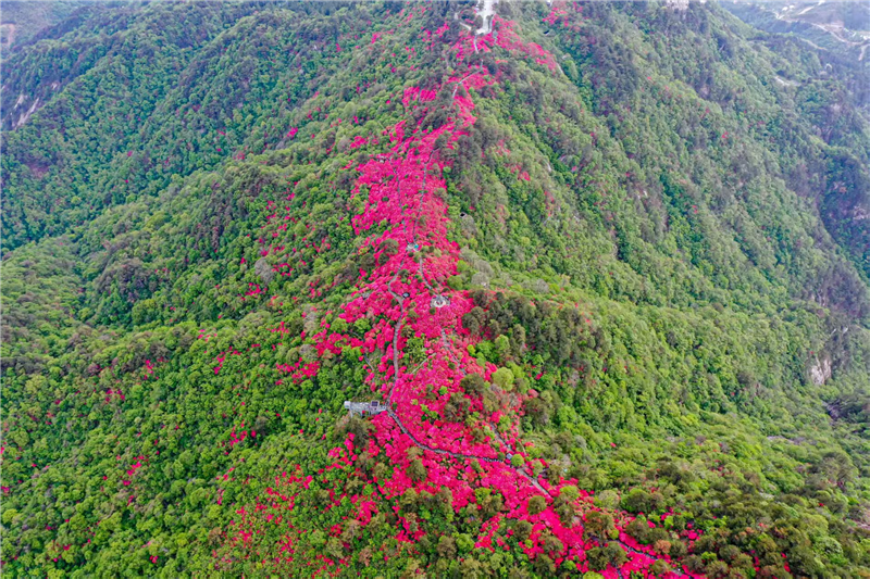 “知音湖北 花舞人間”網絡大V荊楚行（黃岡）活動在麻城龜峰山啟幕_fororder_圖片64