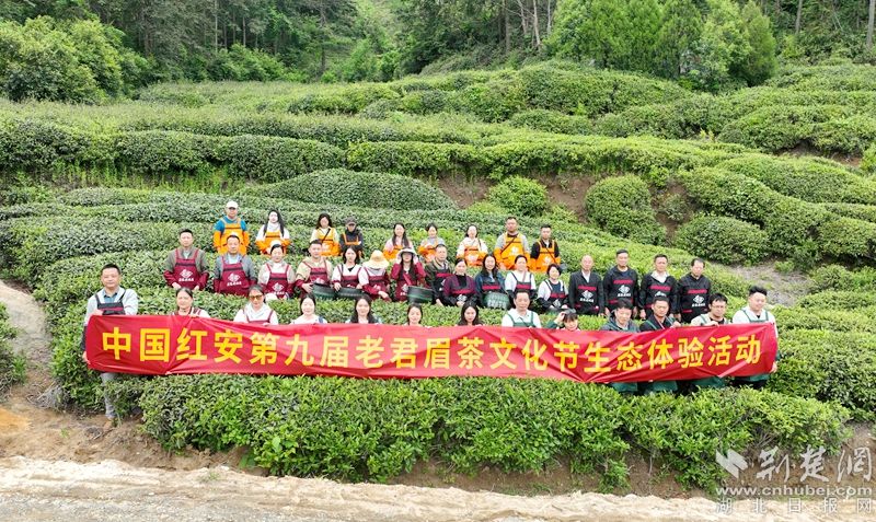 “荒野尋茶“”火爆出圈，第九屆紅安老君眉茶文化節開幕