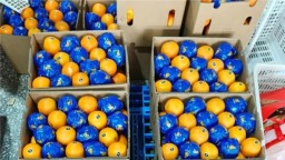 秭歸臍橙出海中東！湖北供銷農産品迪拜展銷中心首獲15萬美元訂單