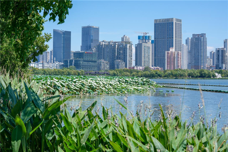 武漢沙湖：碧水藍天下水鳥翩躚_fororder_微信圖片_20250825100411