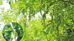 宜昌建成全省最大珍稀瀕危特有植物園