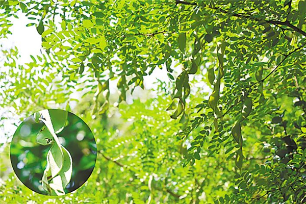 宜昌建成全省最大珍稀瀕危特有植物園_fororder_微信圖片_2025-09-11_095112_400