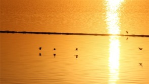 湖北鄖陽：好生態引眾鳥安家