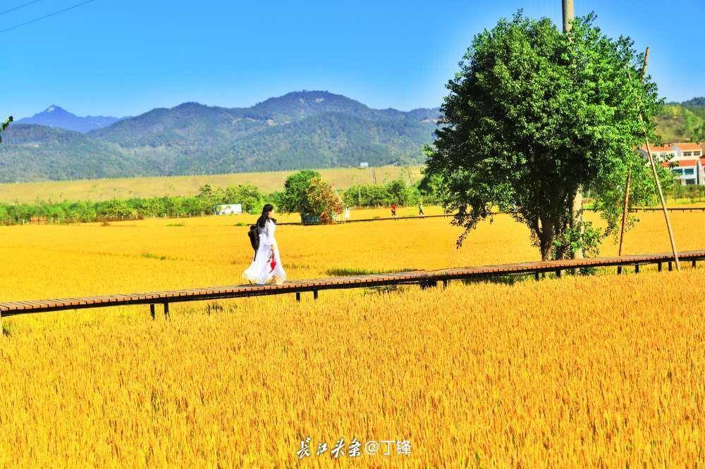 看紅葉、品甜柿、賞稻浪,黃岡三景入選湖北十大賞秋地