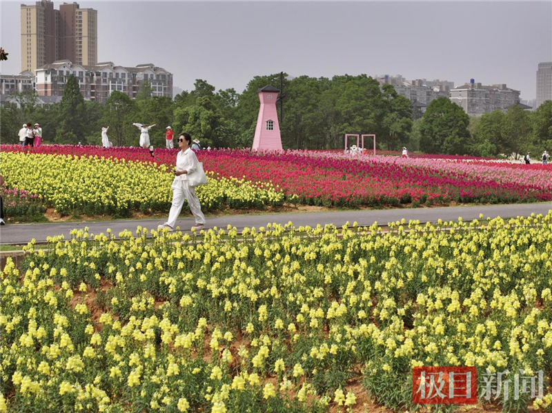 武漢東湖現花毯盛景 4萬平方米金魚草花海引遊客打卡_fororder_8df5fa45be444667b5f0594930a3d9c4