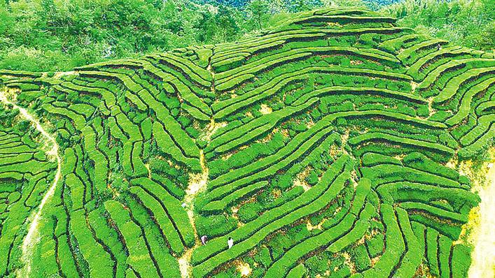 534萬畝茶園全部開園 湖北茶“沏”出鄉村振興美好圖景_fororder_微信圖片_20250513094231
