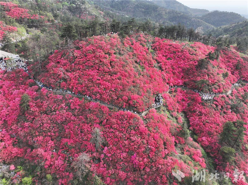 萬畝杜鵑次第開放！木蘭雲霧山賞花遊正當時_fororder_微信圖片_20250410093048