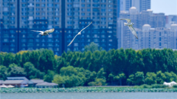 武漢沙湖：碧水藍天下水鳥翩躚
