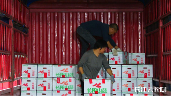 宜昌長陽：技術賦能 高山蔬菜“避雨延秋”促增收_fororder_e43b61d6edff622457fb009f4135e40b