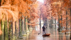 武漢漲渡湖濕地森林公園景美如畫