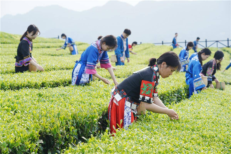 湖北茶産業長成國際范_fororder_微信圖片_20250509092709