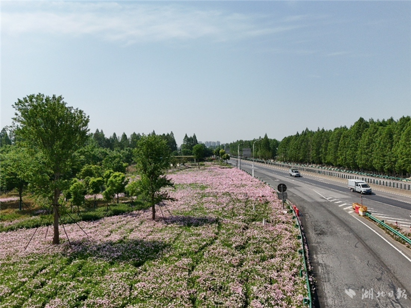武漢雕琢“城市窗口”共賞四季芳華_fororder_ed106551b4f141dda1025c0740e67c91