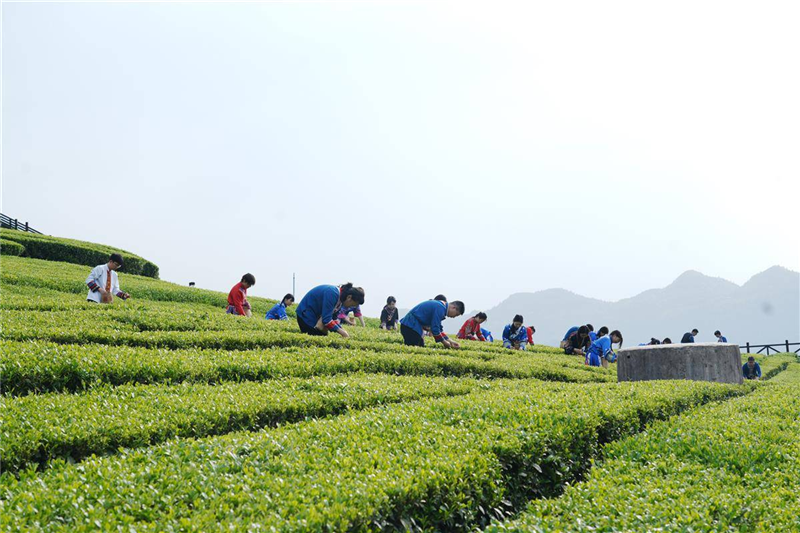 湖北茶産業長成國際范_fororder_微信圖片_20250509092738