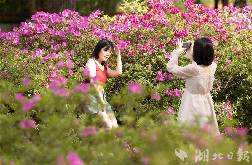 武漢青山公園20萬株杜鵑盛放_fororder_06