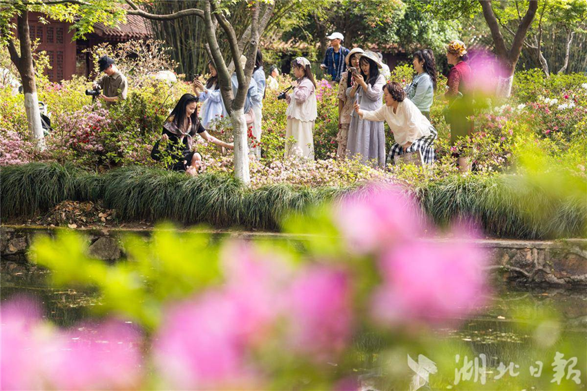 武漢青山公園20萬株杜鵑盛放_fororder_03