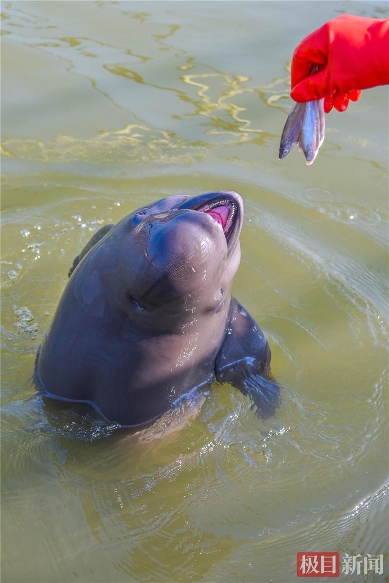 荊江之畔成為“濕地精靈”樂園_fororder_微信圖片_2025-10-30_093605_793