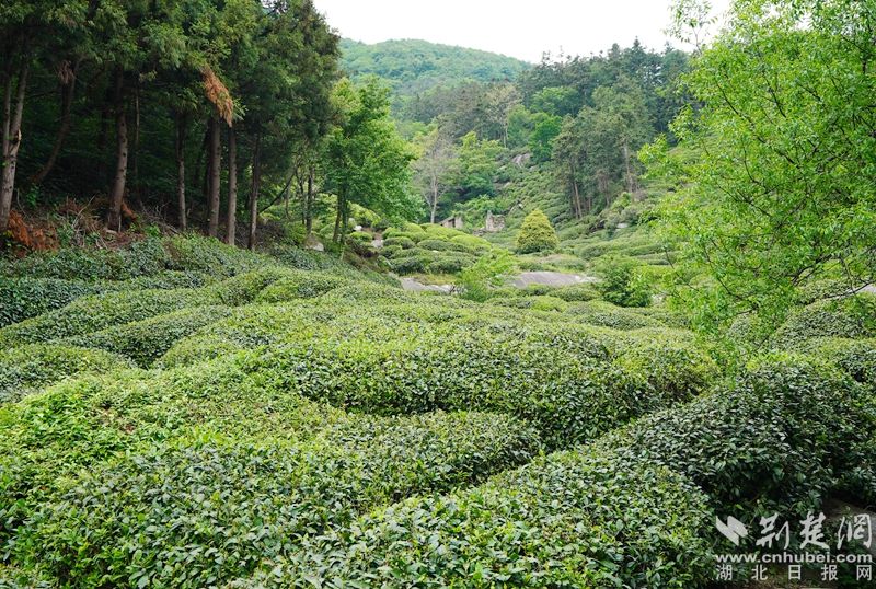 “荒野尋茶“”火爆出圈，第九屆紅安老君眉茶文化節開幕