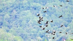 神農架迎來大規模候鳥南遷