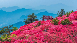 湖北麻城十萬畝杜鵑花海盛開迎客