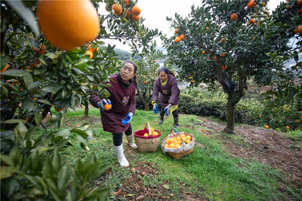 三峽庫區臍橙億元村新變_fororder_2025122561343337ff01410a9c9d7fe64e398c99_fd3e1ef32bb94e5ba06493cd80312952