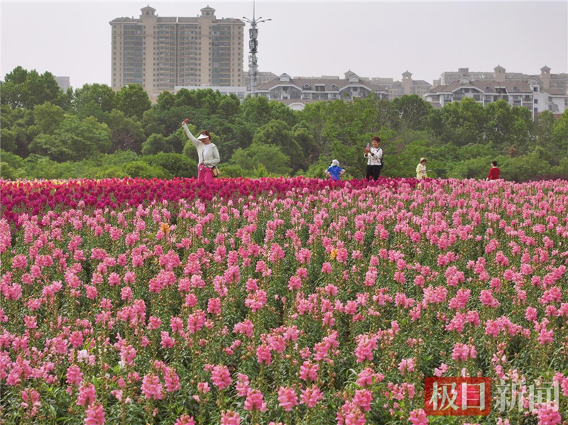 武漢東湖現花毯盛景 4萬平方米金魚草花海引遊客打卡_fororder_c6cde75ac994436883dd9f28bd53bf28