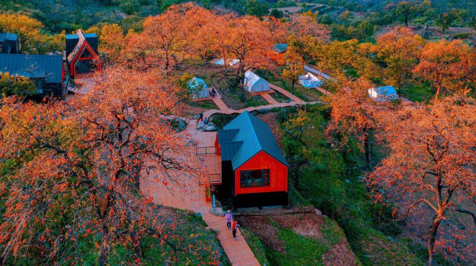 看紅葉、品甜柿、賞稻浪,黃岡三景入選湖北十大賞秋地