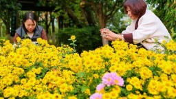 湖北荊門：菊花爭奇鬥艷引客來