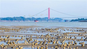湖北黃石：長江候鳥翔集舞清波