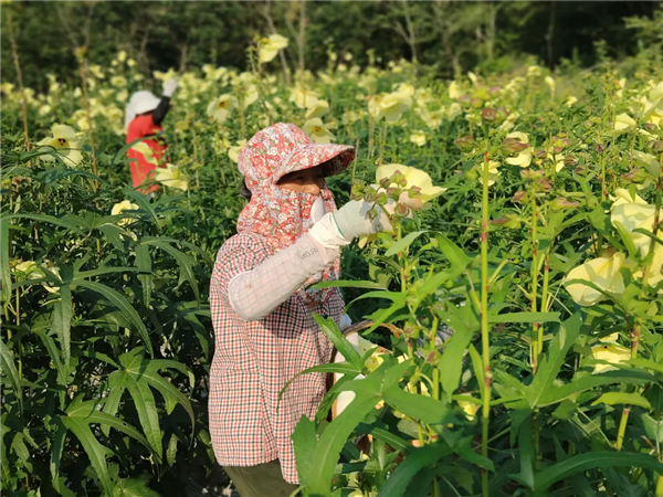 荊門市東寶區栗溪鎮：種植黃蜀葵開闢增收新“花路”_fororder_圖片21