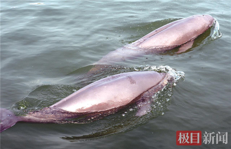 荊江之畔成為“濕地精靈”樂園_fororder_微信圖片_2025-10-30_093613_309