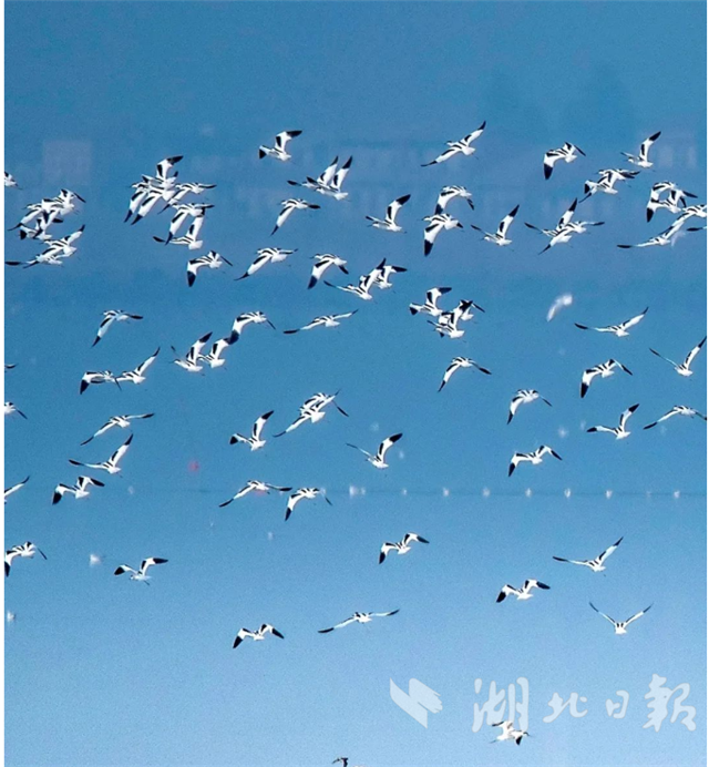 武漢打造生物多樣性保護典範城市_fororder_30df4983da5c49ca8d2d3b2e8340b2c0