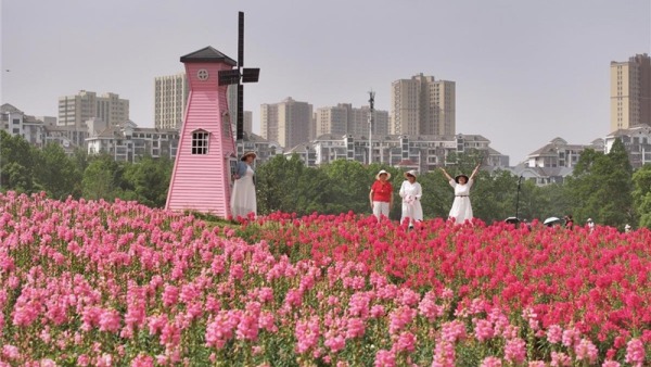 武漢東湖現花毯盛景 4萬平方米金魚草花海引遊客打卡
