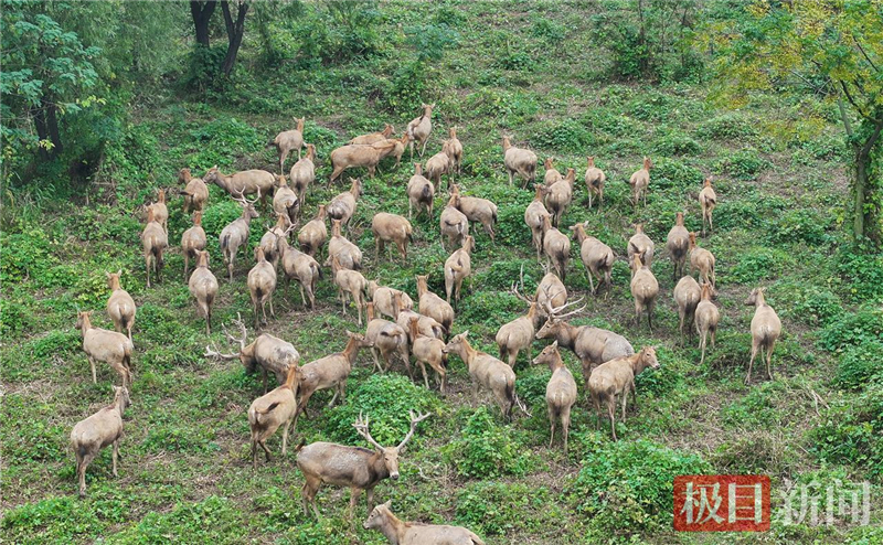 荊江之畔成為“濕地精靈”樂園_fororder_微信圖片_2025-10-30_093509_917
