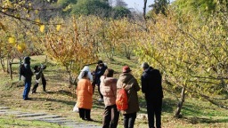 武漢東湖梅園三千余株蠟梅進入盛花期