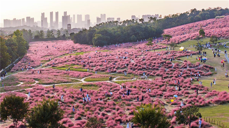 武漢光谷二妃山網紅粉黛上線_fororder_10