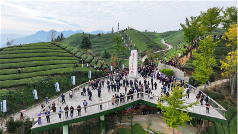 湖北鶴峰：從有機茶園到全球市場 鶴峰式服務助力大宗茶揚帆出海_fororder_02