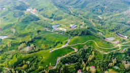 湖北谷城：擦亮國牌攪活一方山水 綠色顏值綻放金色價值