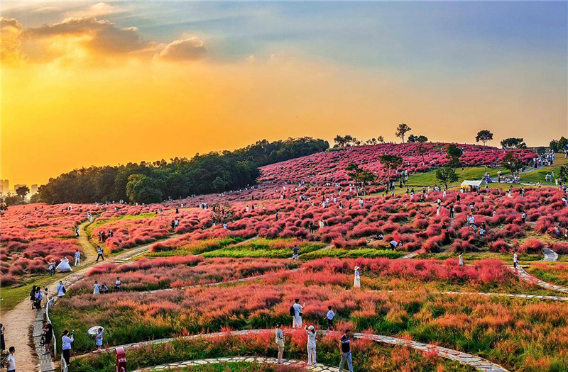 武漢光谷二妃山網紅粉黛上線_fororder_11