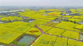 80萬畝花海等你！3月18日湖北省油菜節沙洋開幕