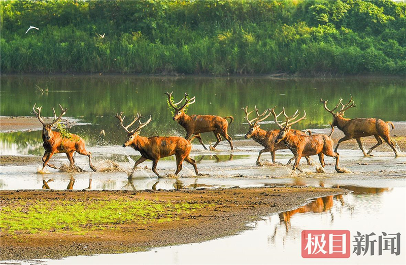 荊江之畔成為“濕地精靈”樂園_fororder_微信圖片_2025-10-30_093539_188