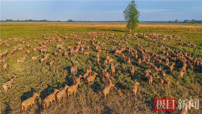 荊江之畔成為“濕地精靈”樂園_fororder_微信圖片_2025-10-30_093525_901