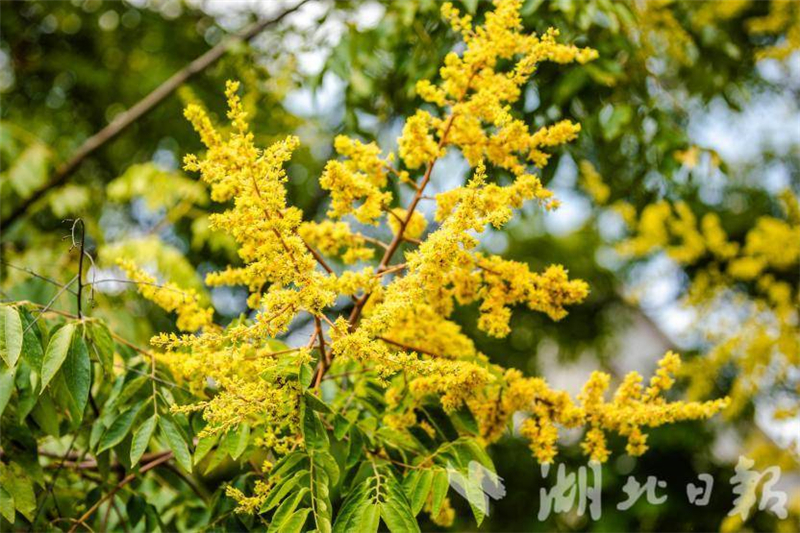 武漢：花開四季扮靚城市環線 古城新顏吸引市民打卡_fororder_753c7393b5f44baabe67b60e09c7773e