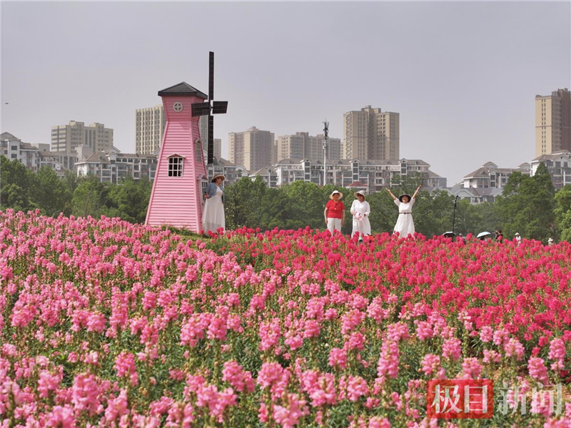 武漢東湖現花毯盛景 4萬平方米金魚草花海引遊客打卡_fororder_6c7430c86532476bbc081c3080cf81d7