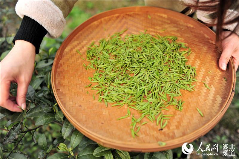 湖北宜昌：體驗春茶生産崗 一線互助慶“三八”