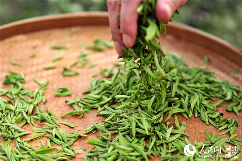 湖北宜昌：體驗春茶生産崗 一線互助慶“三八”