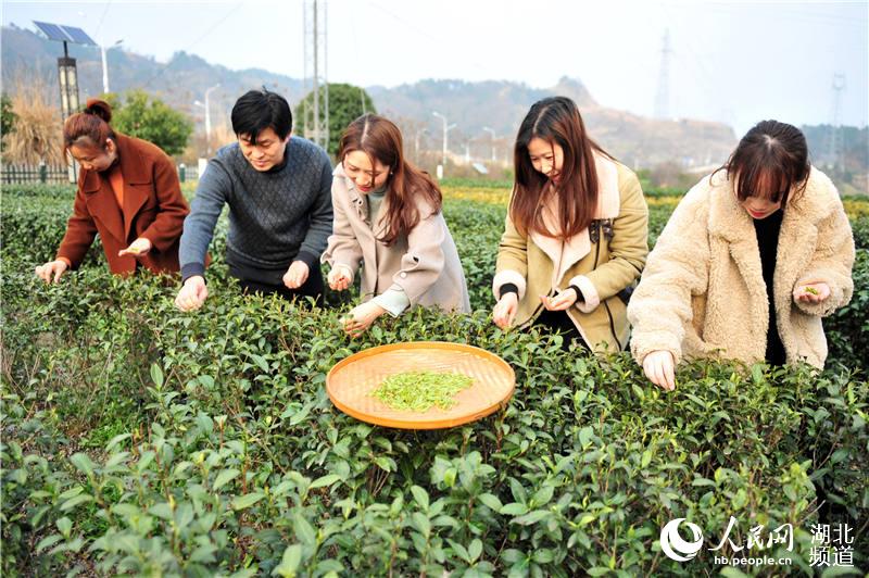 湖北宜昌：體驗春茶生産崗 一線互助慶“三八”