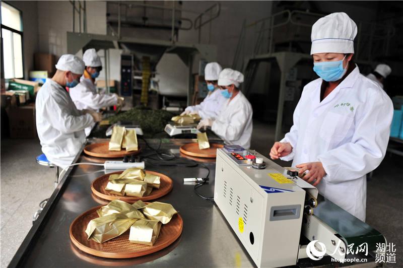 湖北宜昌：體驗春茶生産崗 一線互助慶“三八”