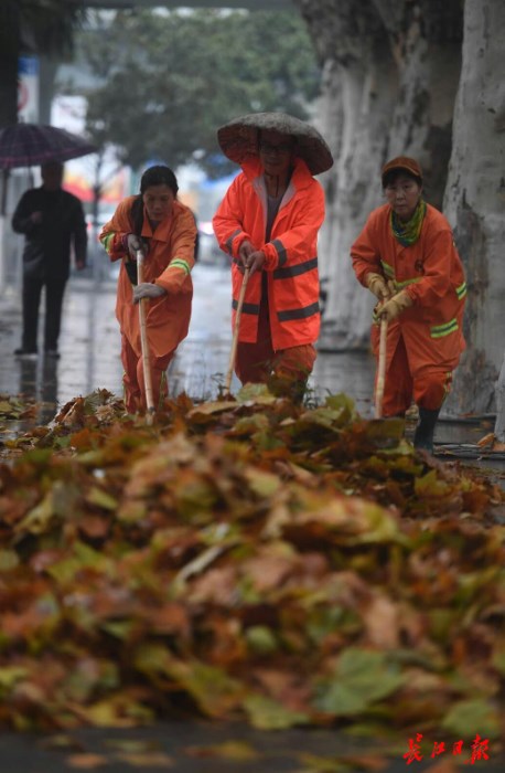 雨潤江城 葉落滿地